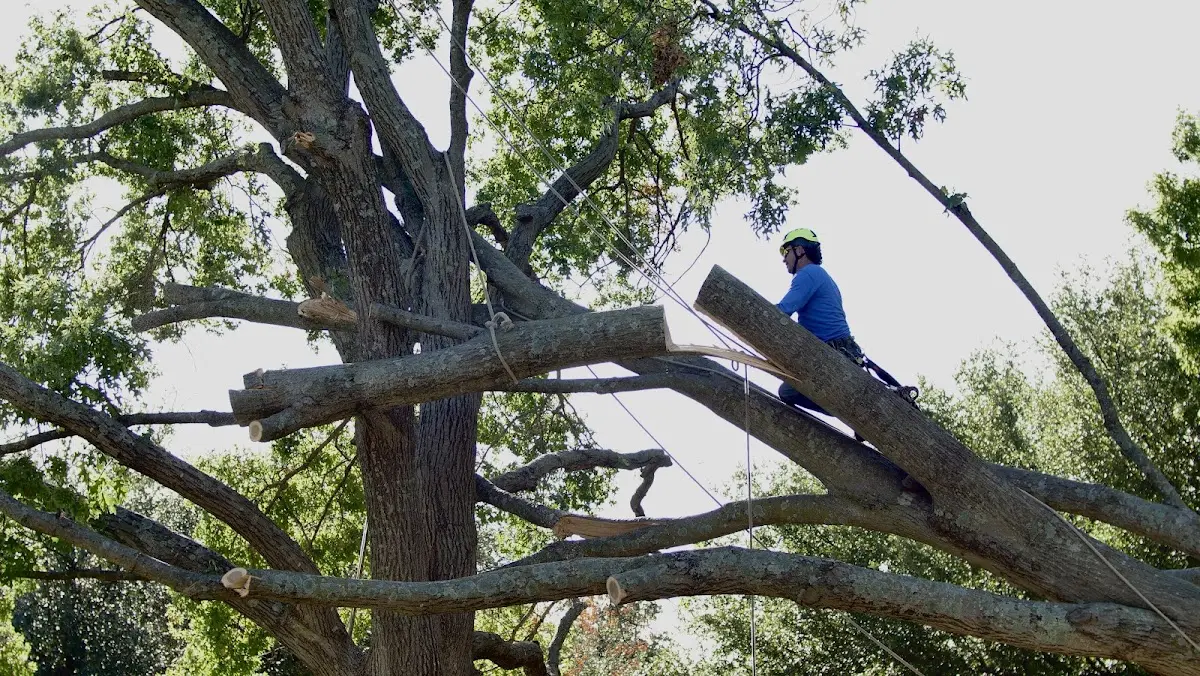 Professional Crown Thinning performed by certified arborists in Flat Top