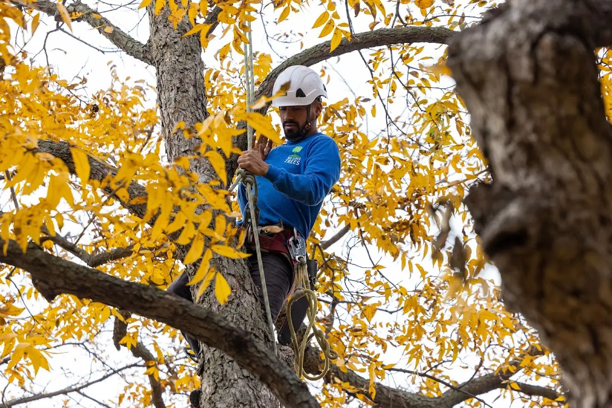 Skilled Tree Trimming crew working in Flat Top