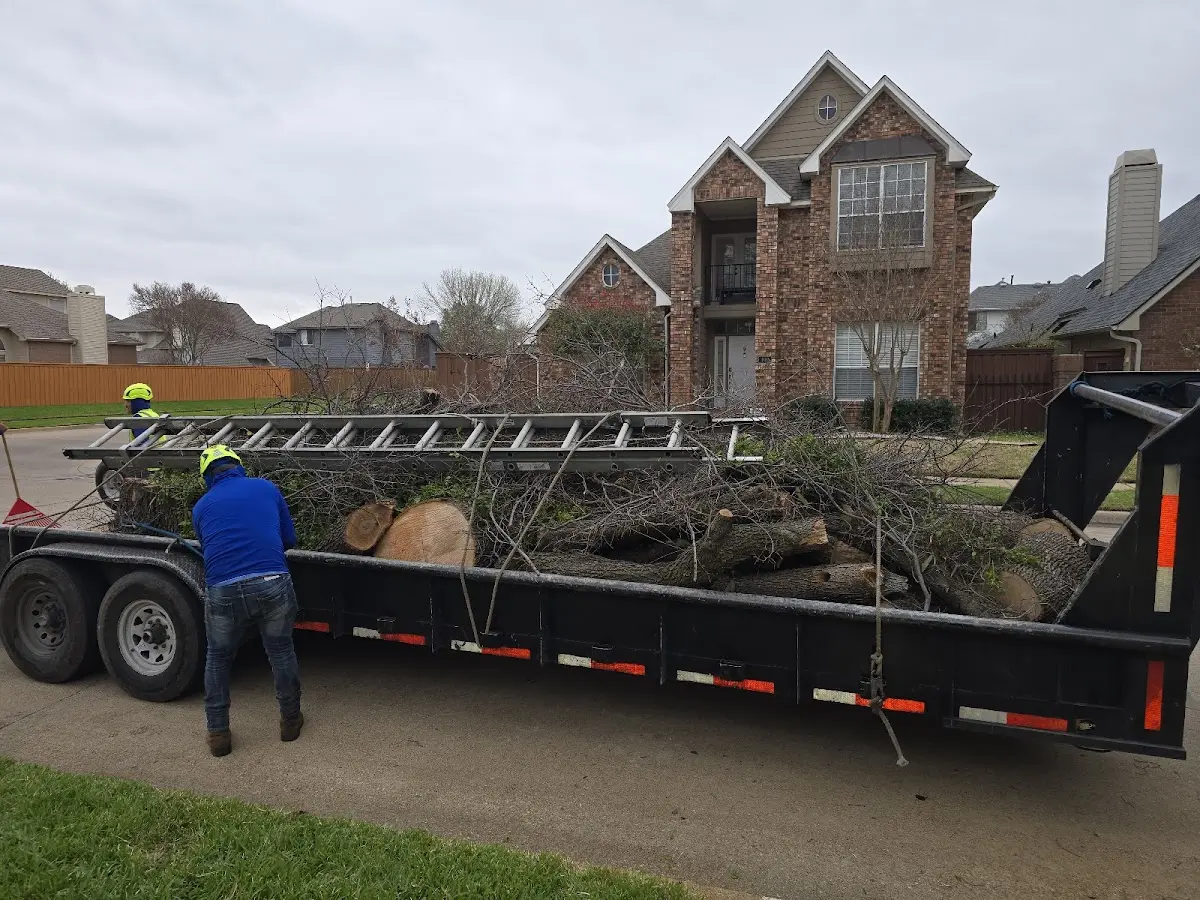 Expert Tree Removal with proper safety equipment in Flat Top